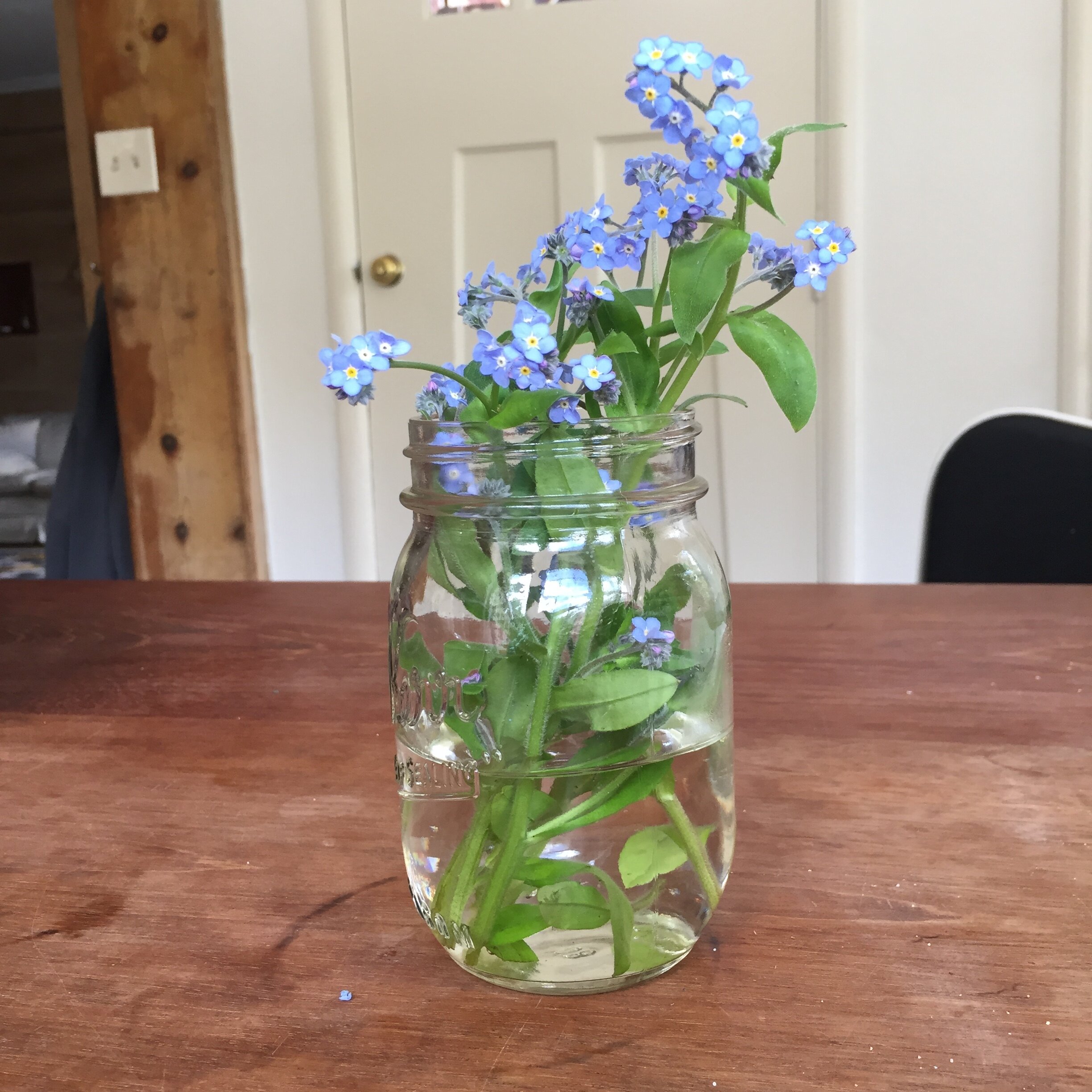  Alice Shaw, “Stuck in the house picture #8” - Forget-Me-Not flowers are not indigenous to Northern California and many people think they should be eliminated from the forest. I am doing my part by picking them. They might be invasive but they are st
