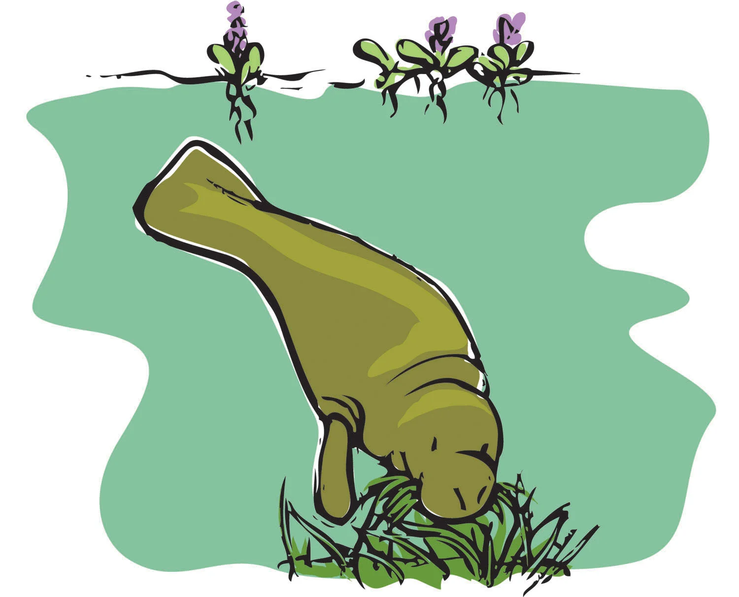 manatee eating.jpg
