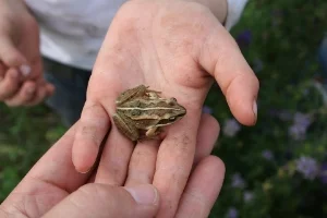 toddler frog.jpg