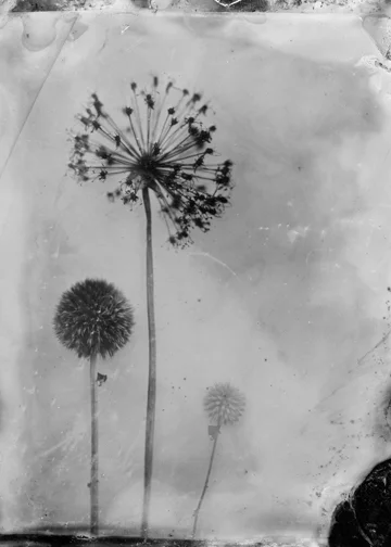 WEB3FLOWERS.jpg