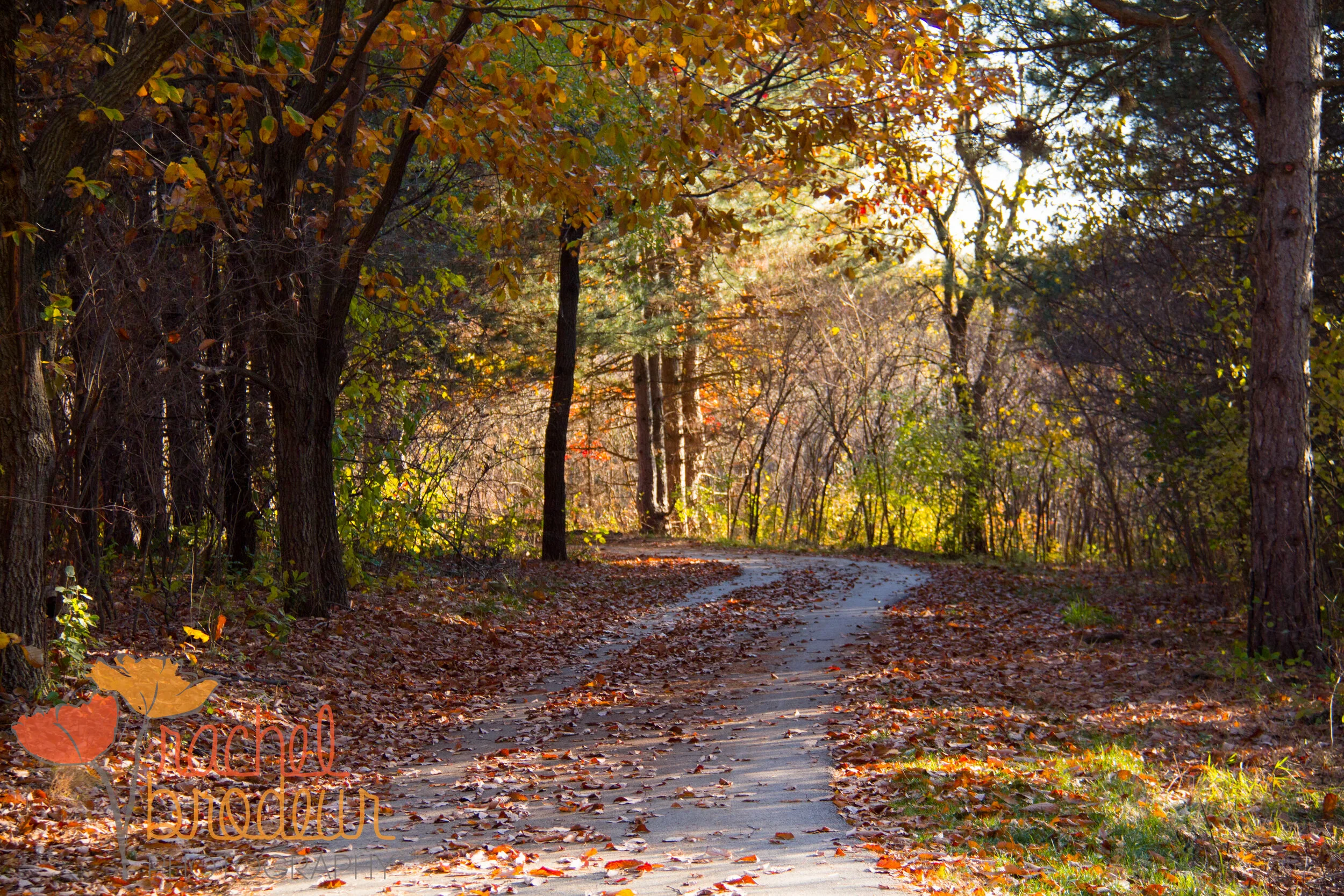 Fall Path-8.JPG