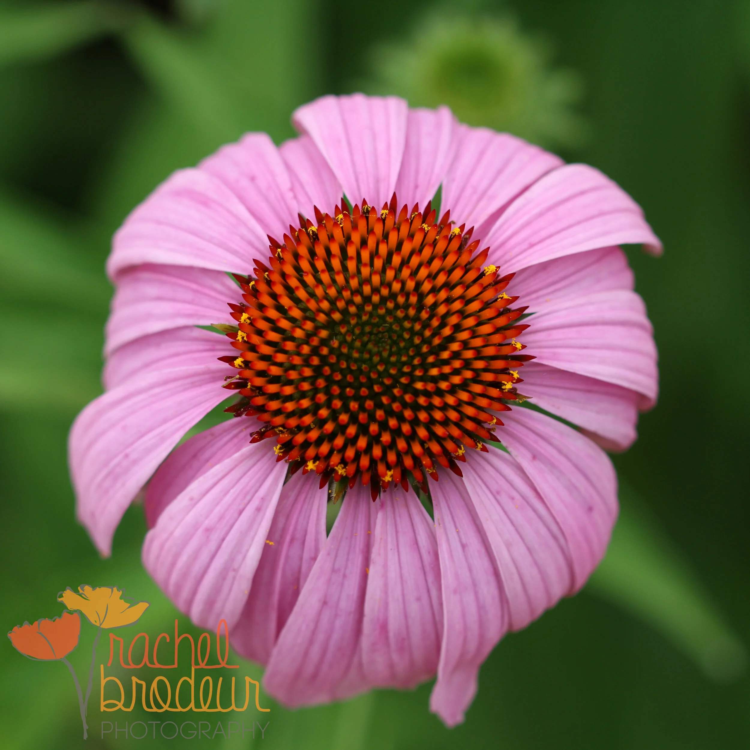 Pink Flower.JPG