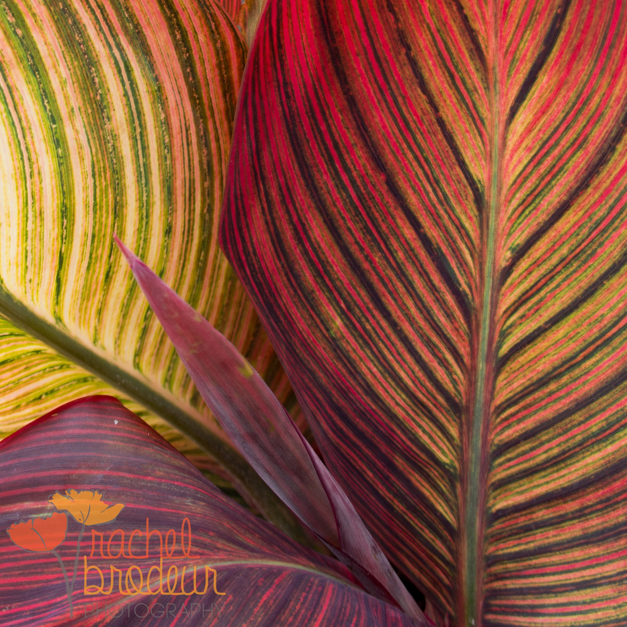 Red Zoo Leaves.JPG