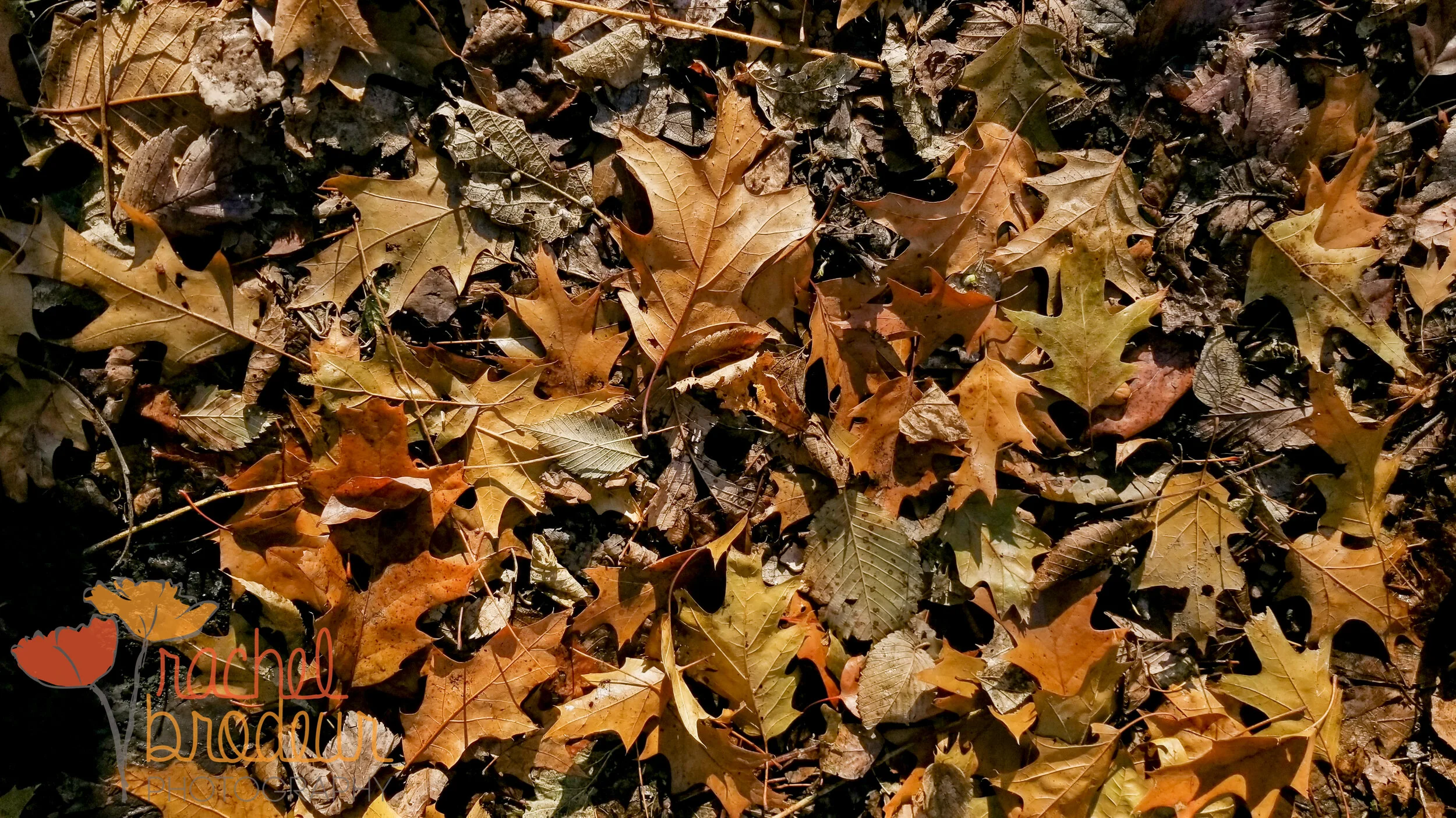 Nature_WM-16.JPG