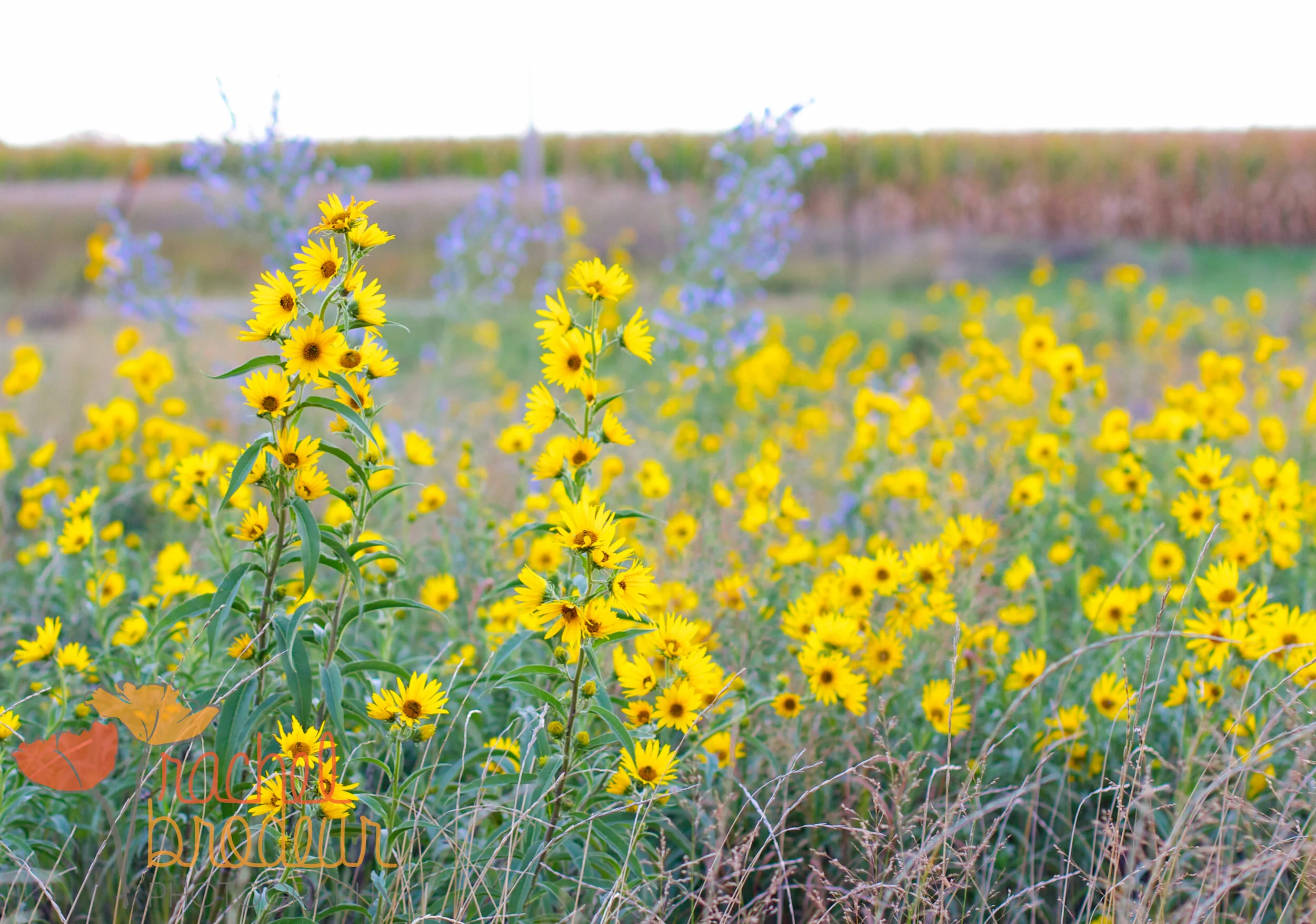 Misc Nature-3.JPG