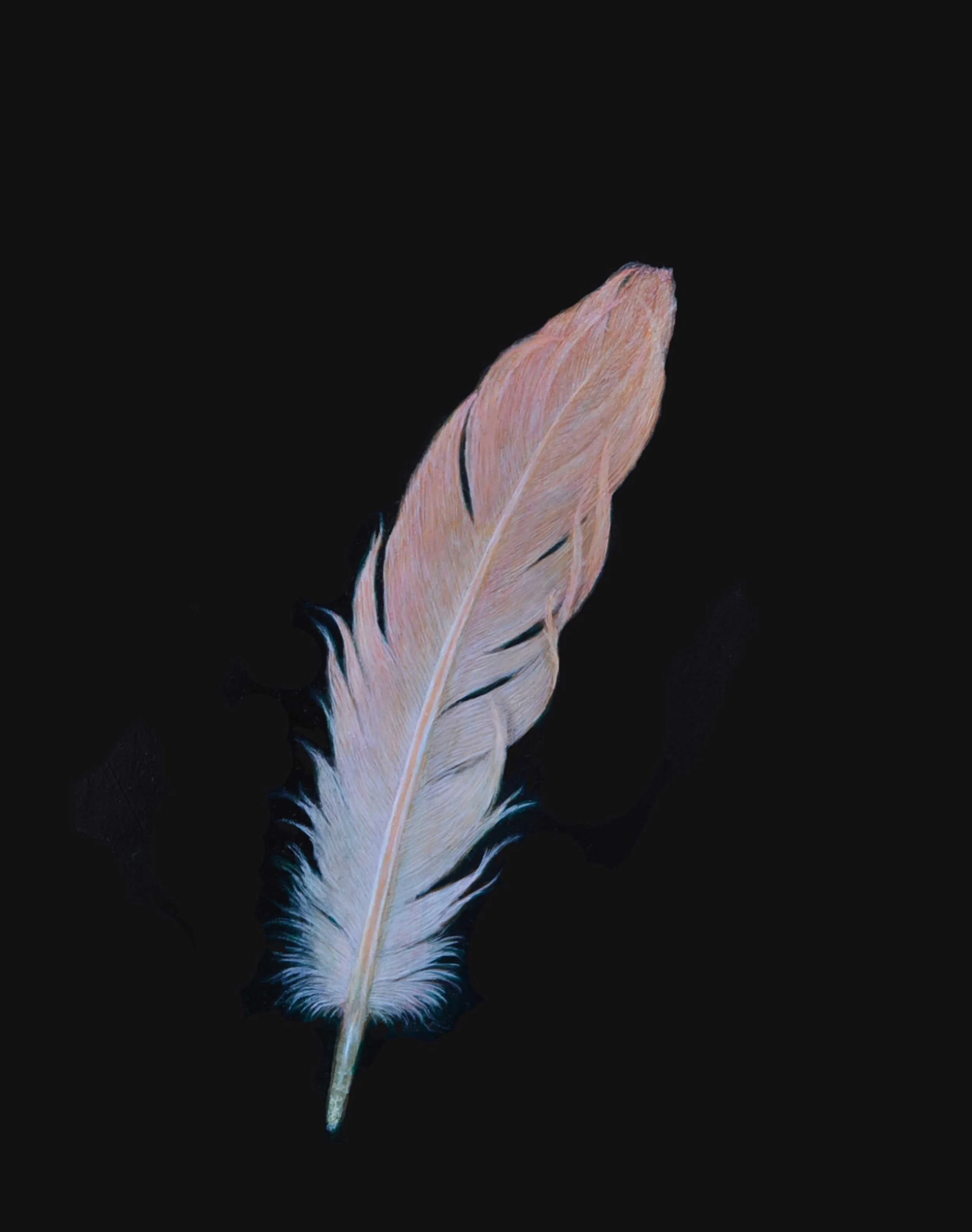 Flamingo feather .jpg
