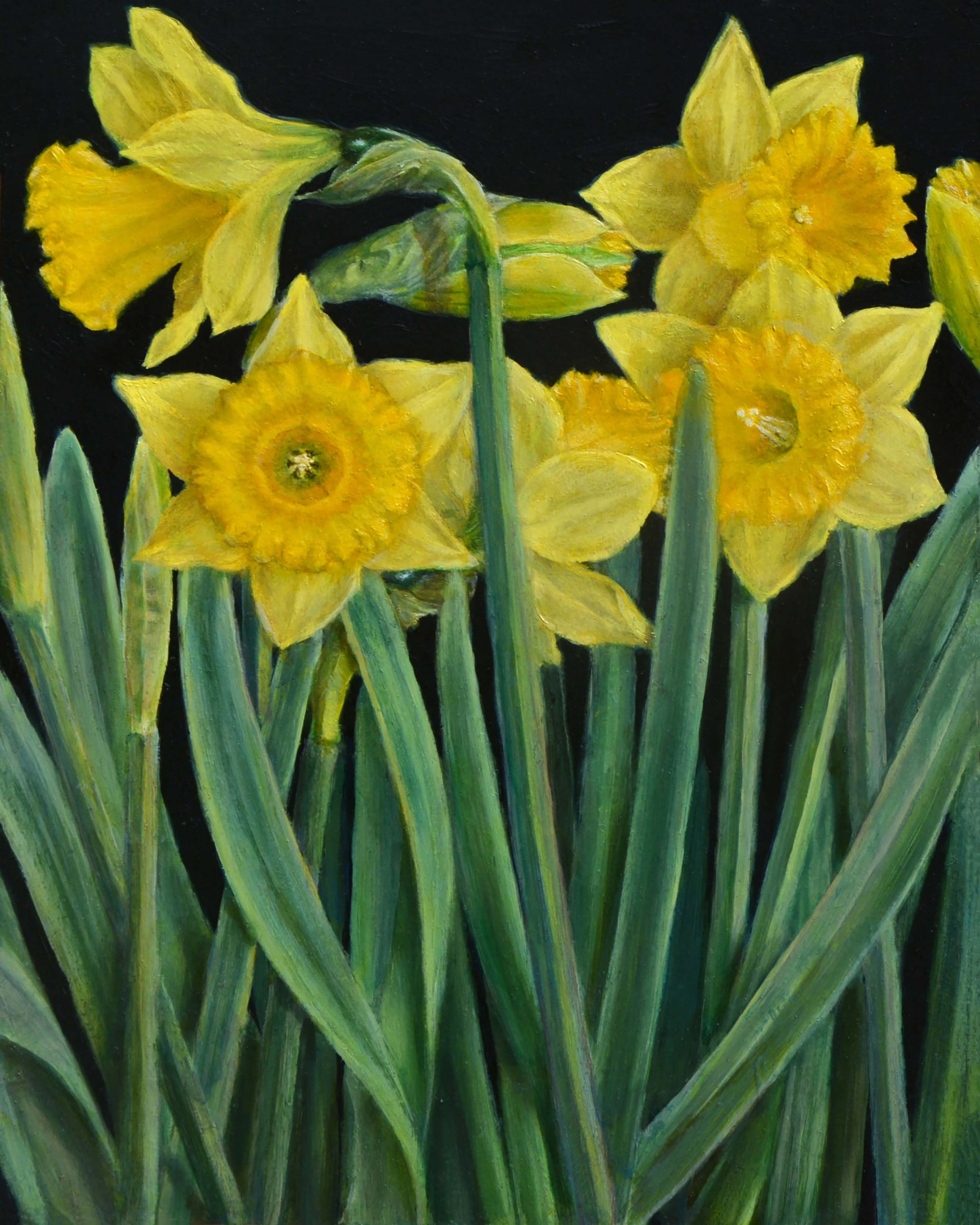 Daffodils 2021
