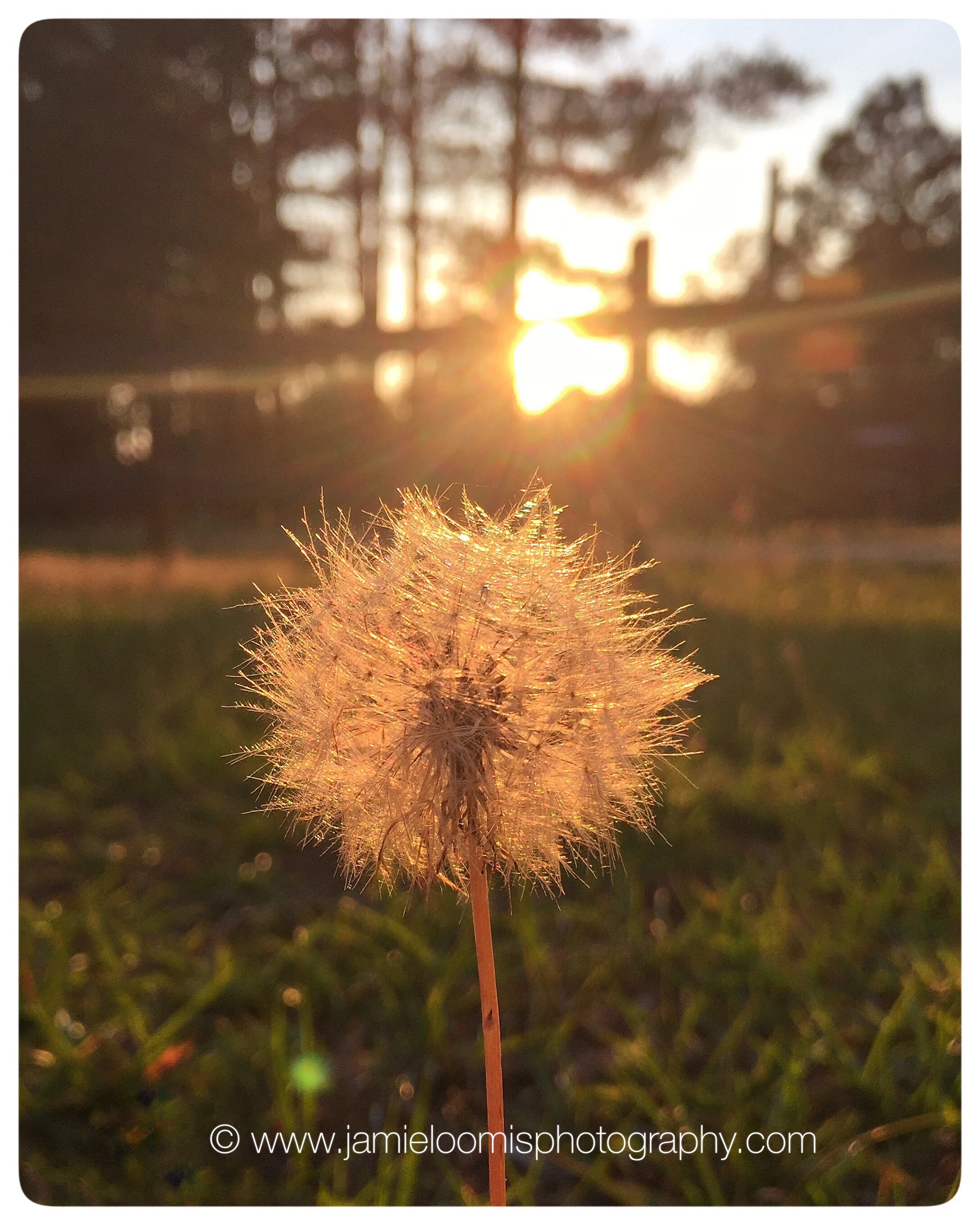Taken with iPhone 6