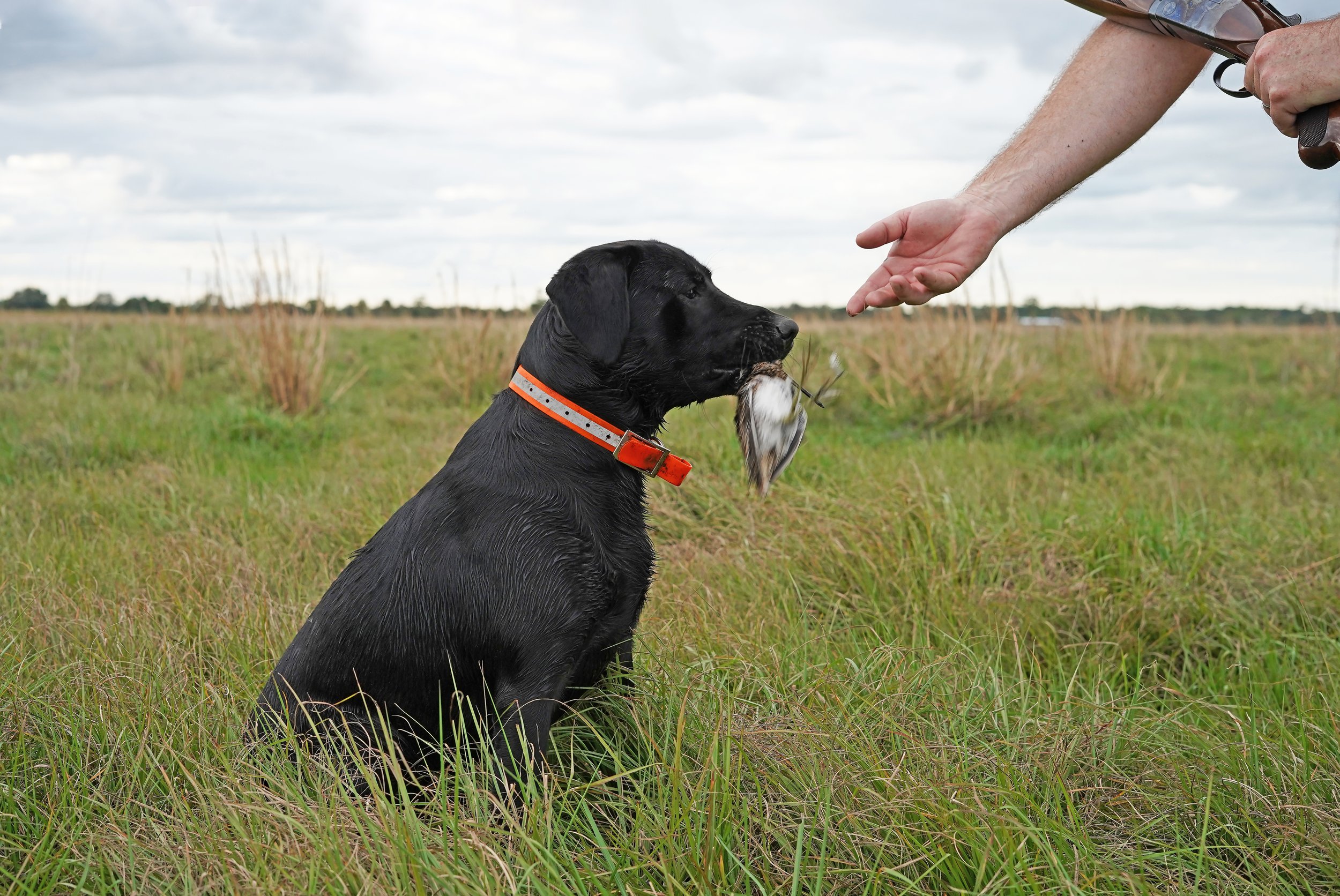 Snipe Hunting Black Lab Alissa Dragun Photography