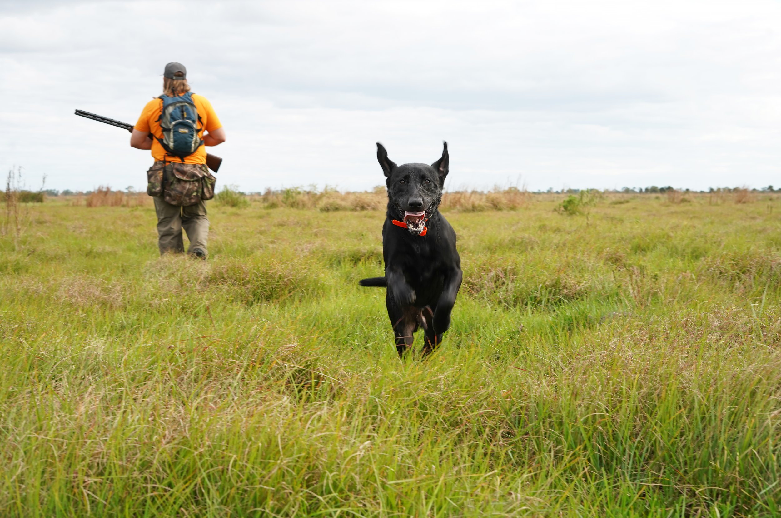 Snipe Hunting Black Lab Alissa Dragun Photography