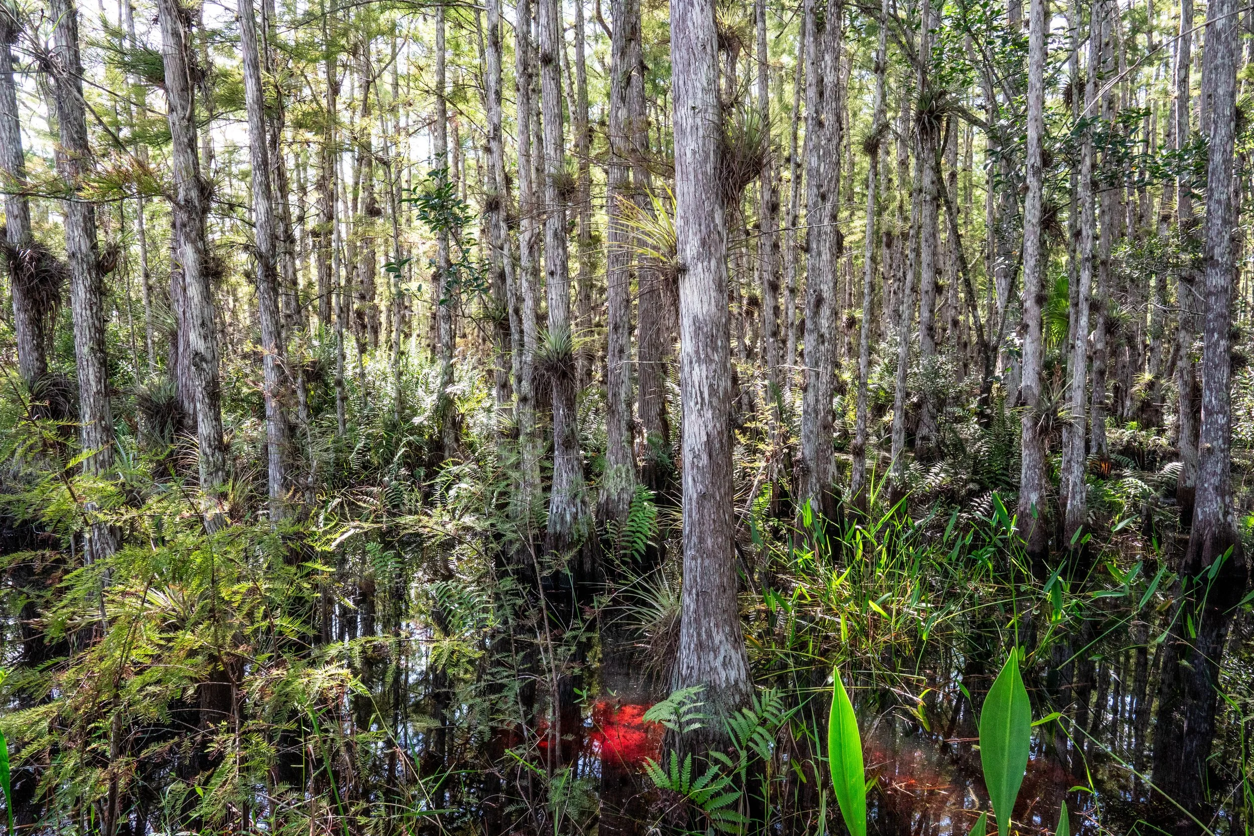Florida Wetlands Public Lands