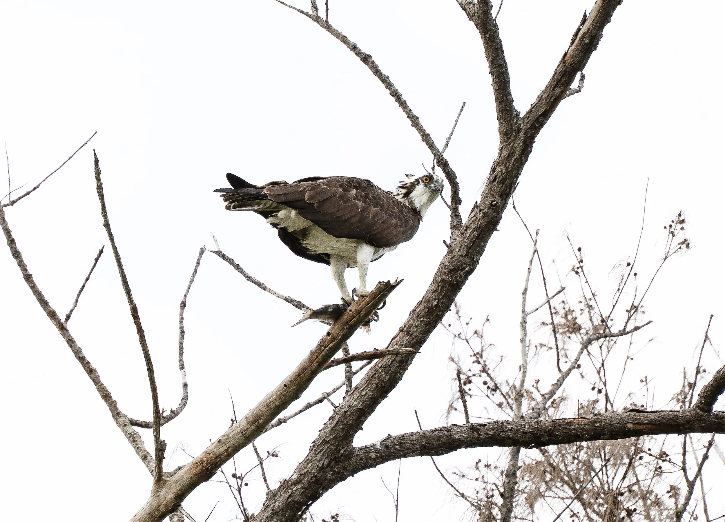 Florida Osprey Hawk