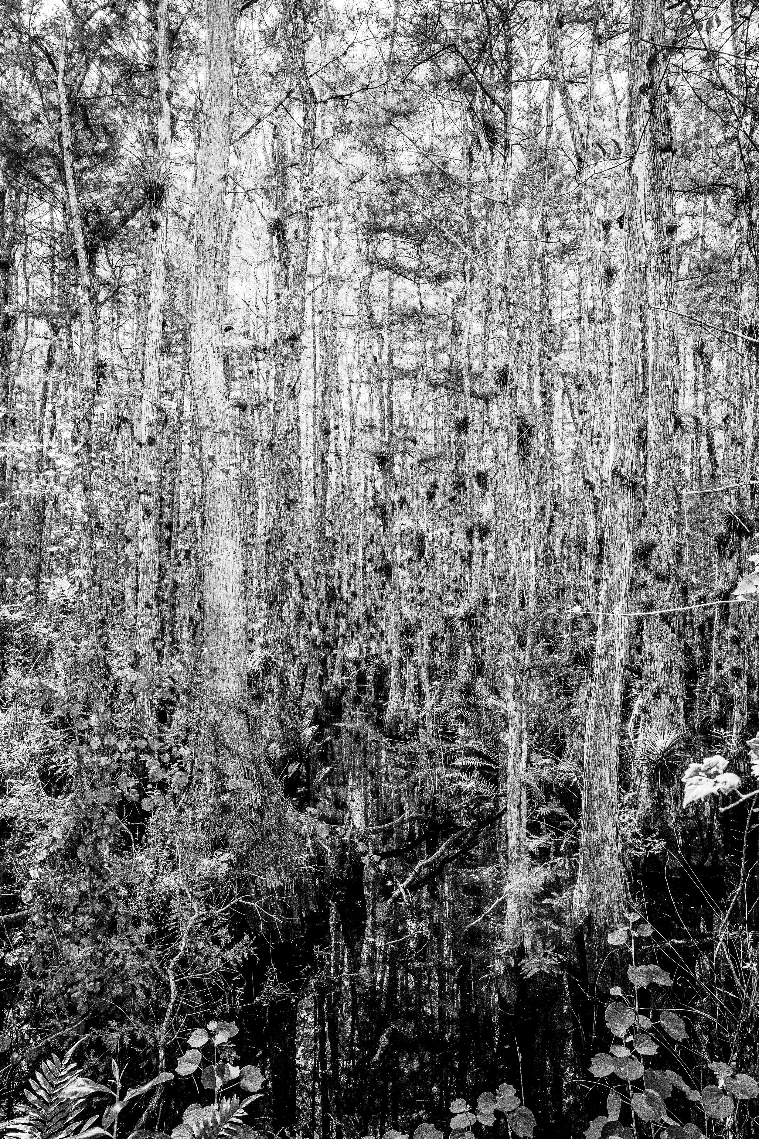 Florida Wetlands Conservation Cypress Swamp Public Lands