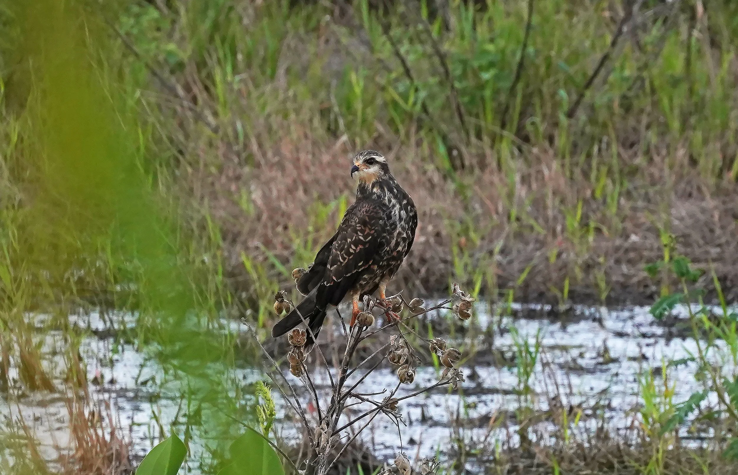 Everglades Snail Kite Hawk Florida