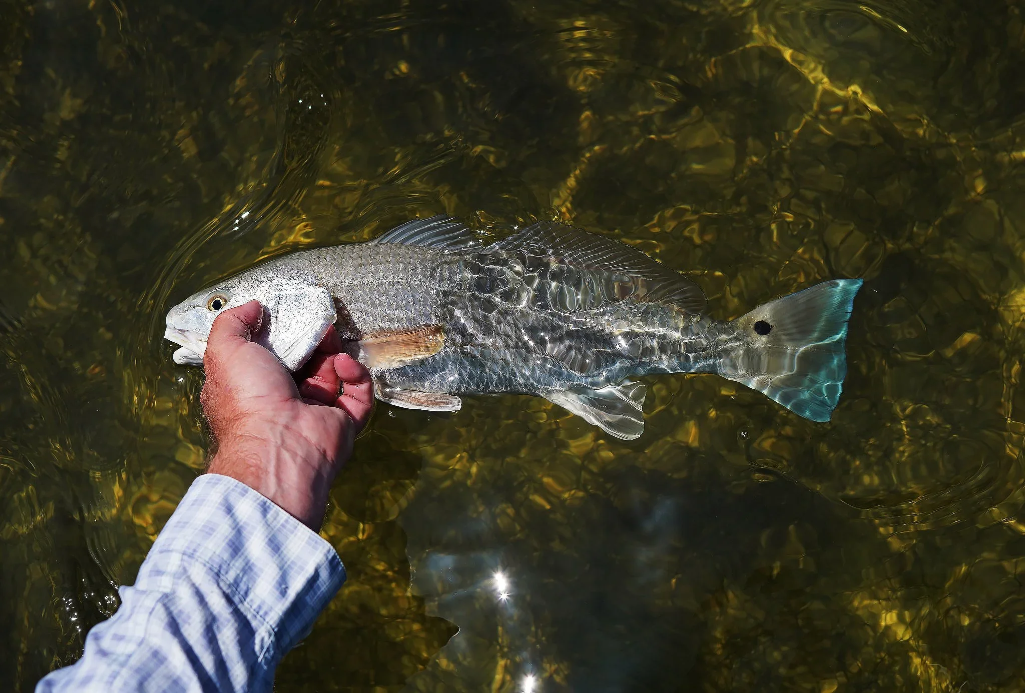 Red Fish Florida Alissa Dragun Photography