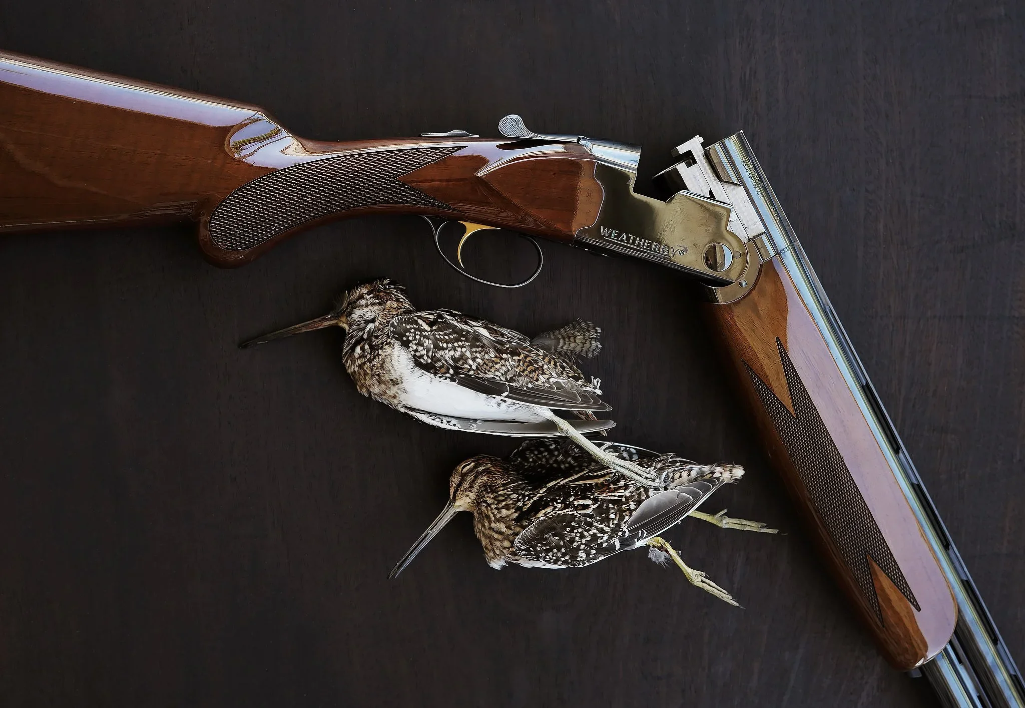 Florida Snipe Hunting Weatherby Alissa Dragun Photography