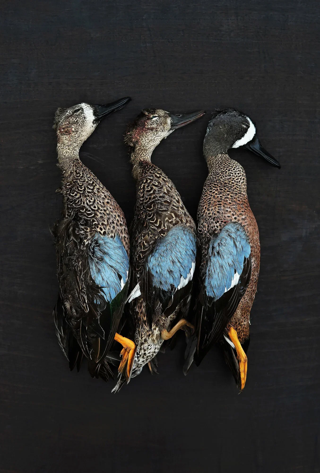 Blue Wing Teal Duck Hunting Florida Alissa Dragun Photography