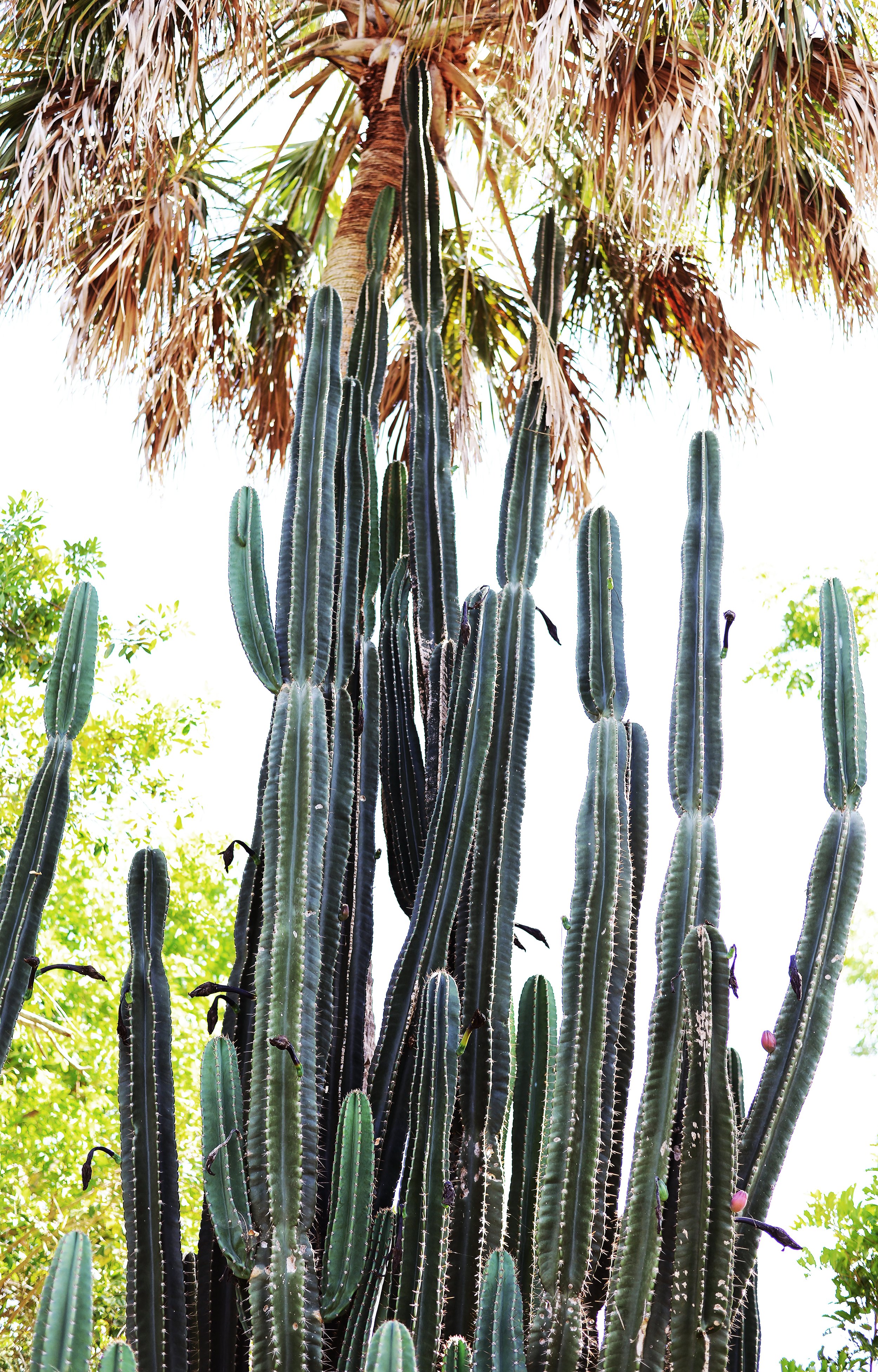 Florida Cactus Alissa Dragun Photography