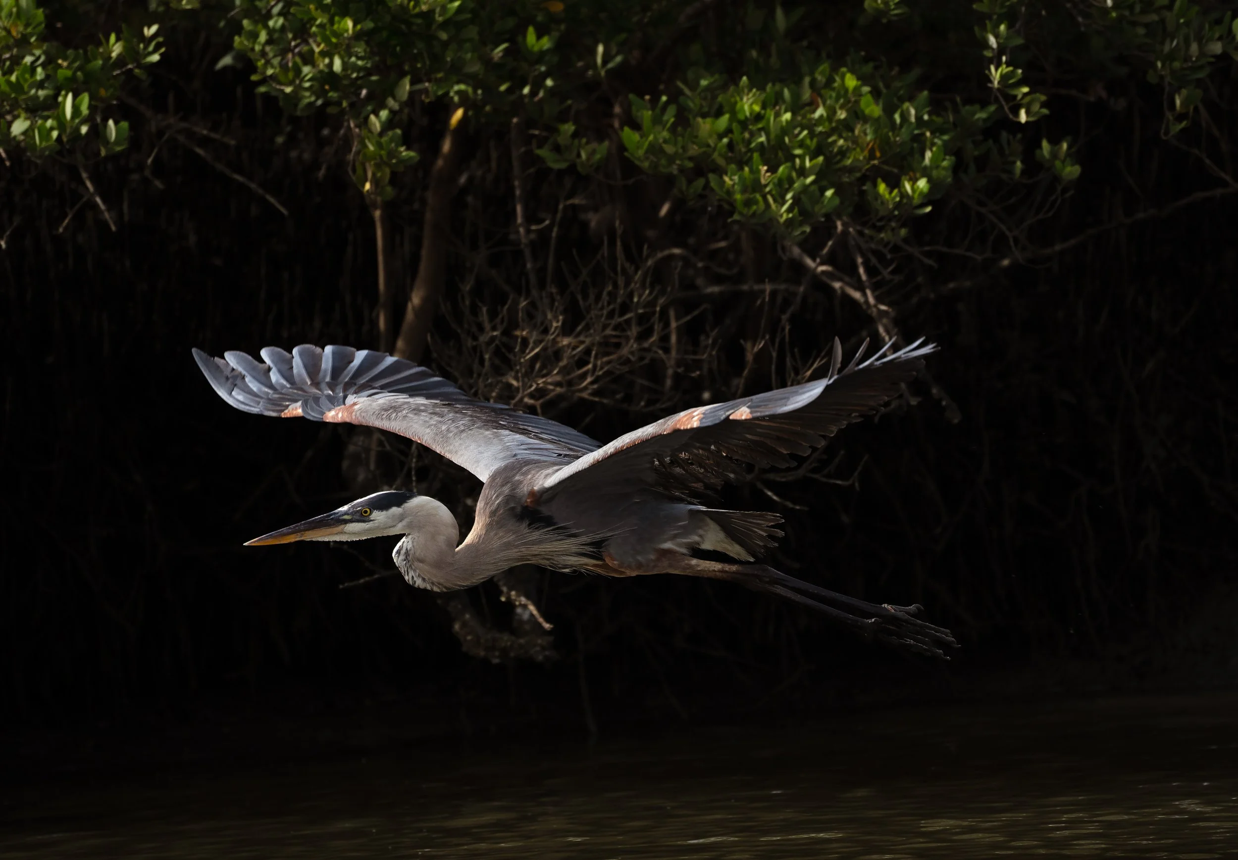 Great Blue Herron Florida Alissa Dragun