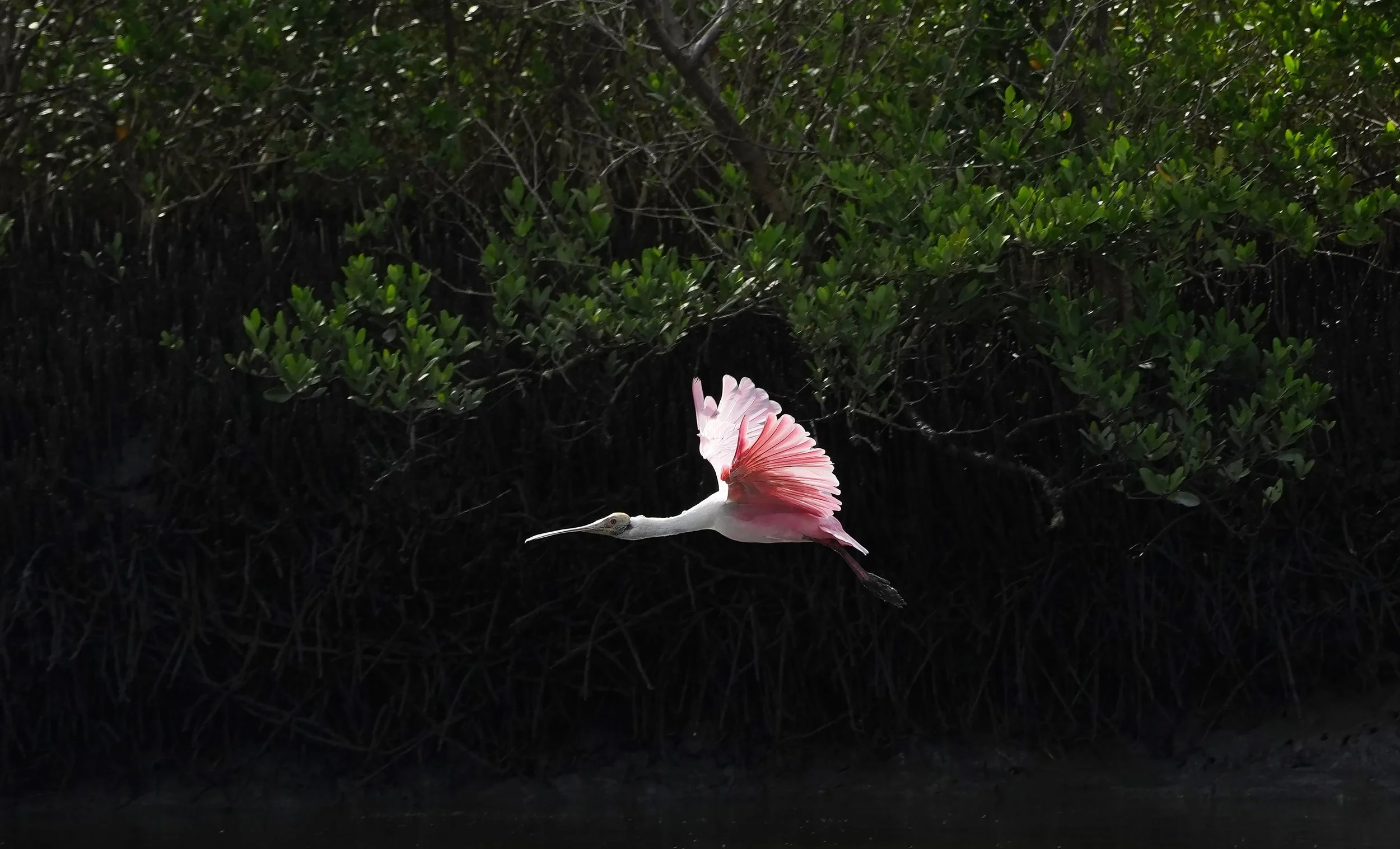 Spoonbill Florida Alissa Dragun