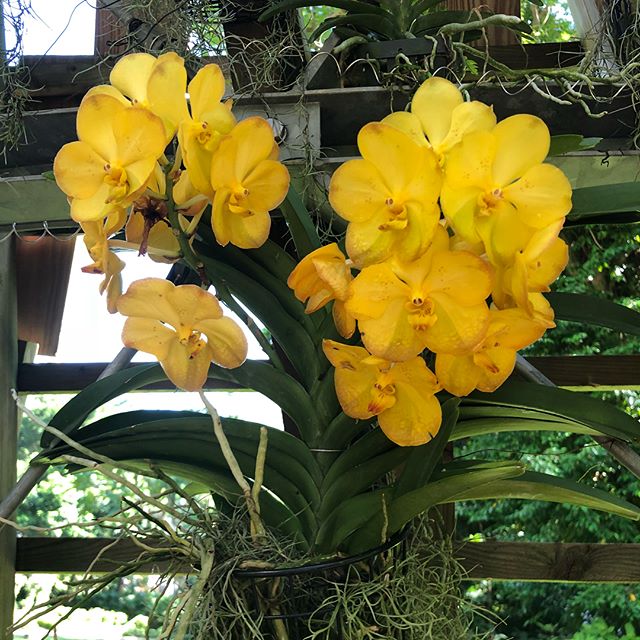 The orchids in Singapore are really beautiful. The colours, textures and shapes with the very green background of a Singapore garden, would make a beautiful fabric.