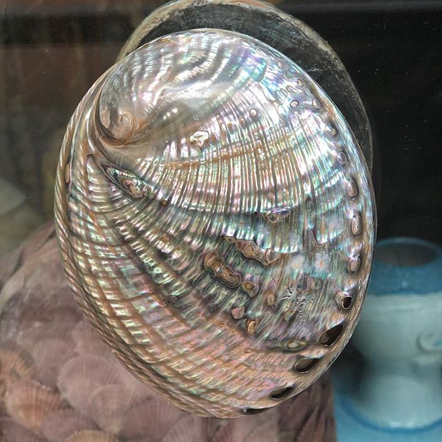 This Abalone shell is actually a door handle on a glass door into a shop. Quite beautiful....reuse remake recycle