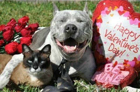 vday3.jpg