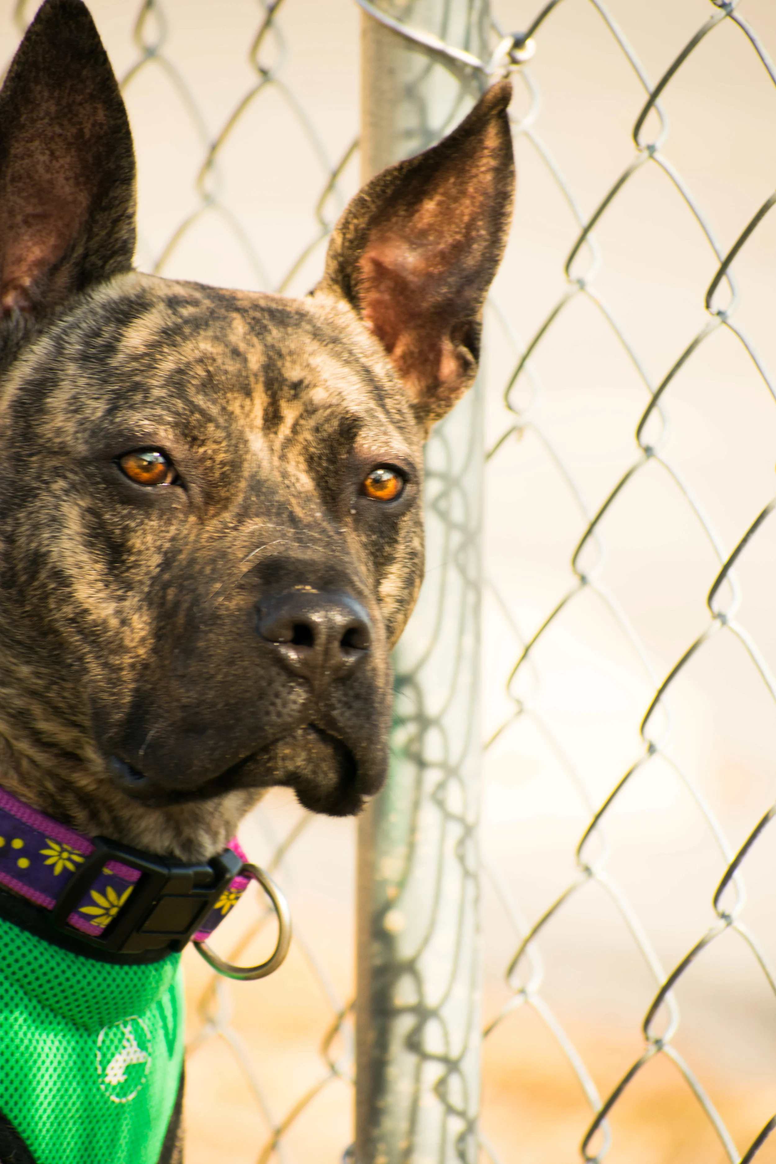 Wish List First State Animal Center And SPCA Wish List First State Animal Center And SPCA