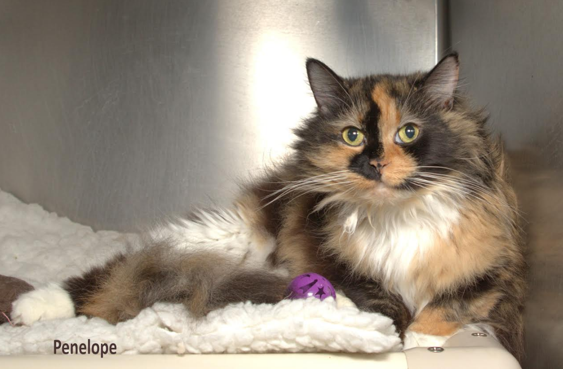 Penelope cat.png