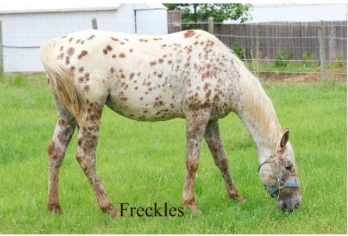Freckles eating.png
