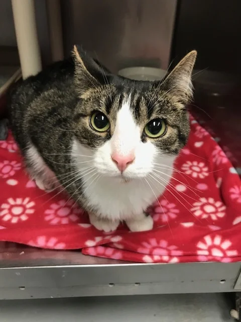 jingles 8.28.jpg