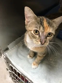 lilo 8.30.jpg