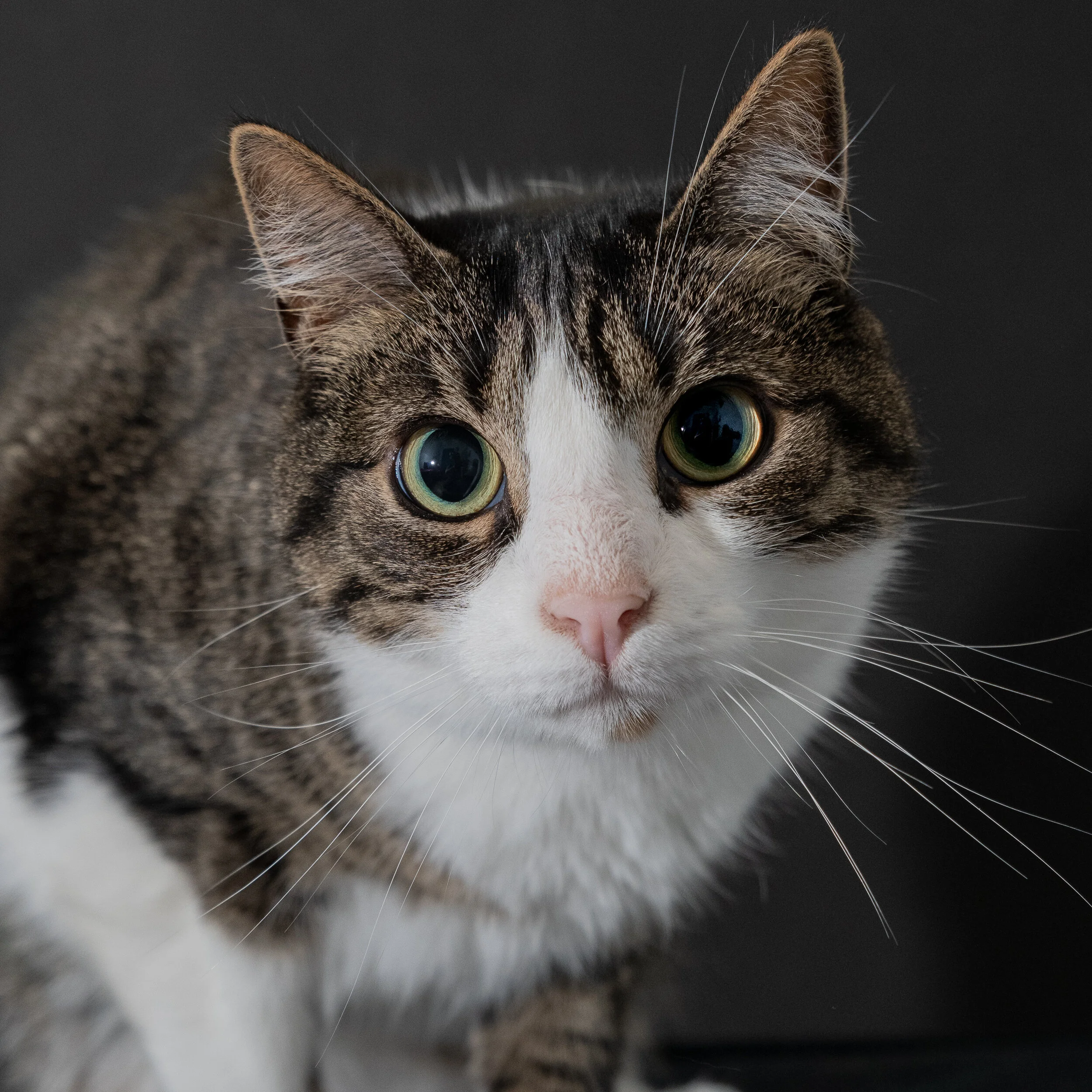 jingles 10.3.jpg