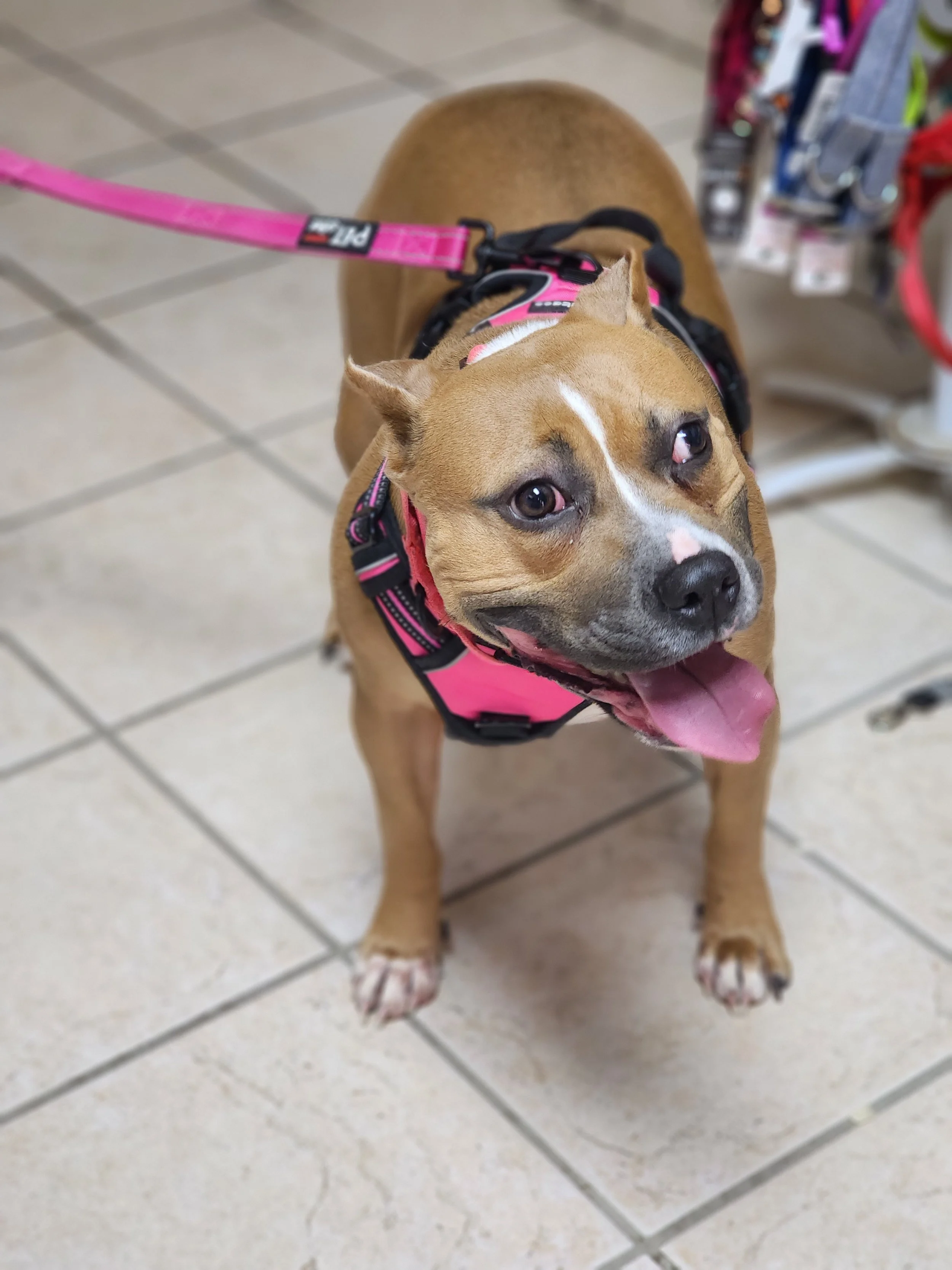 Stella FKA Mulan #364762