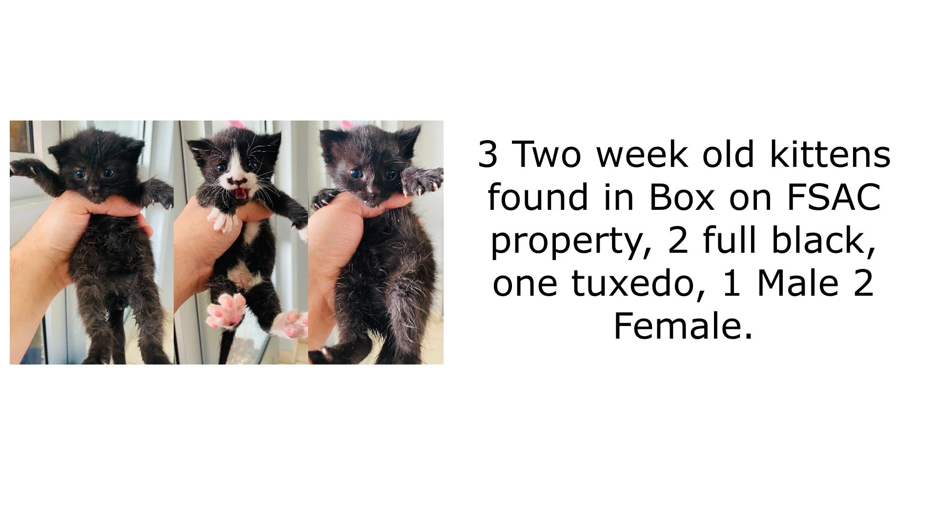 3KittensDumped.jpg