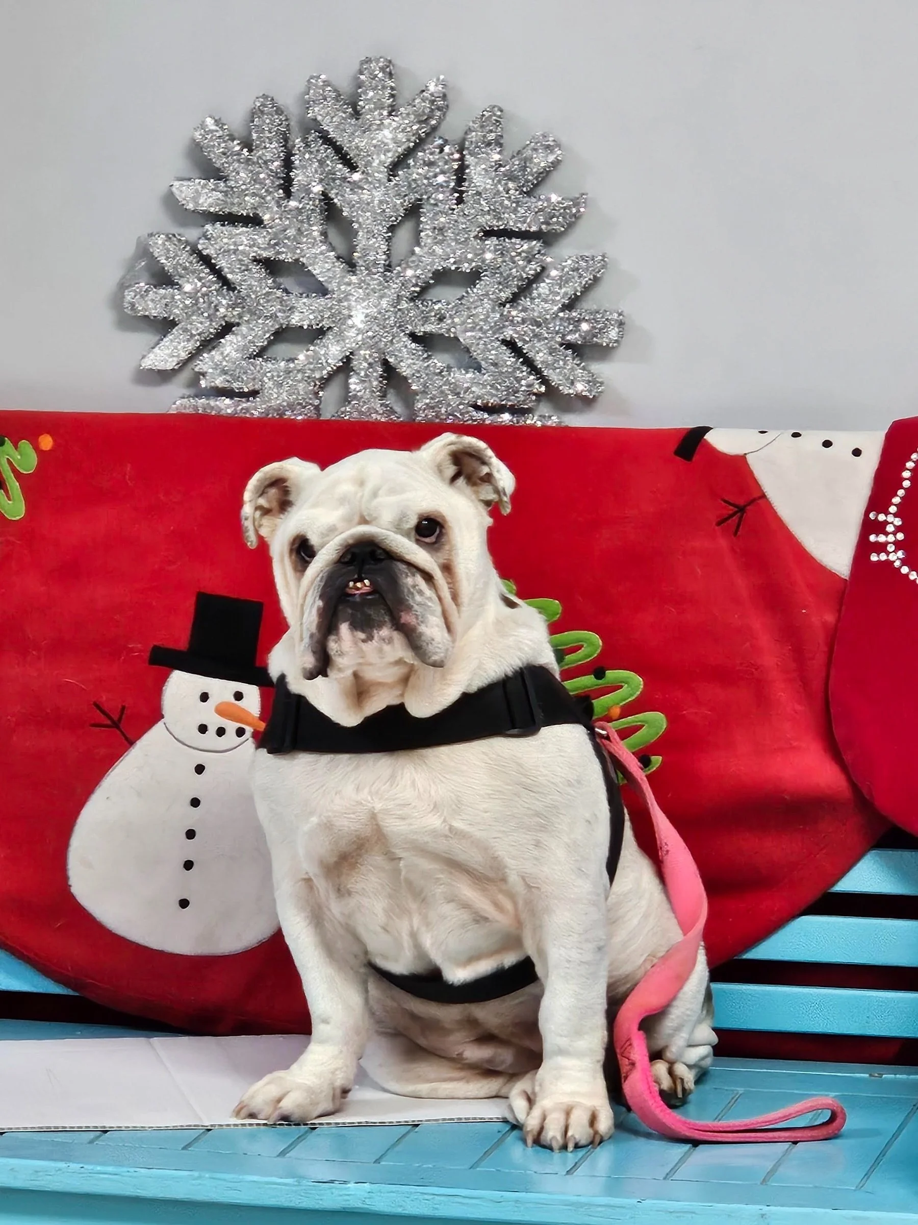 First State Animal Center & SPCA accepted into the 2014 ASPCA Rachael