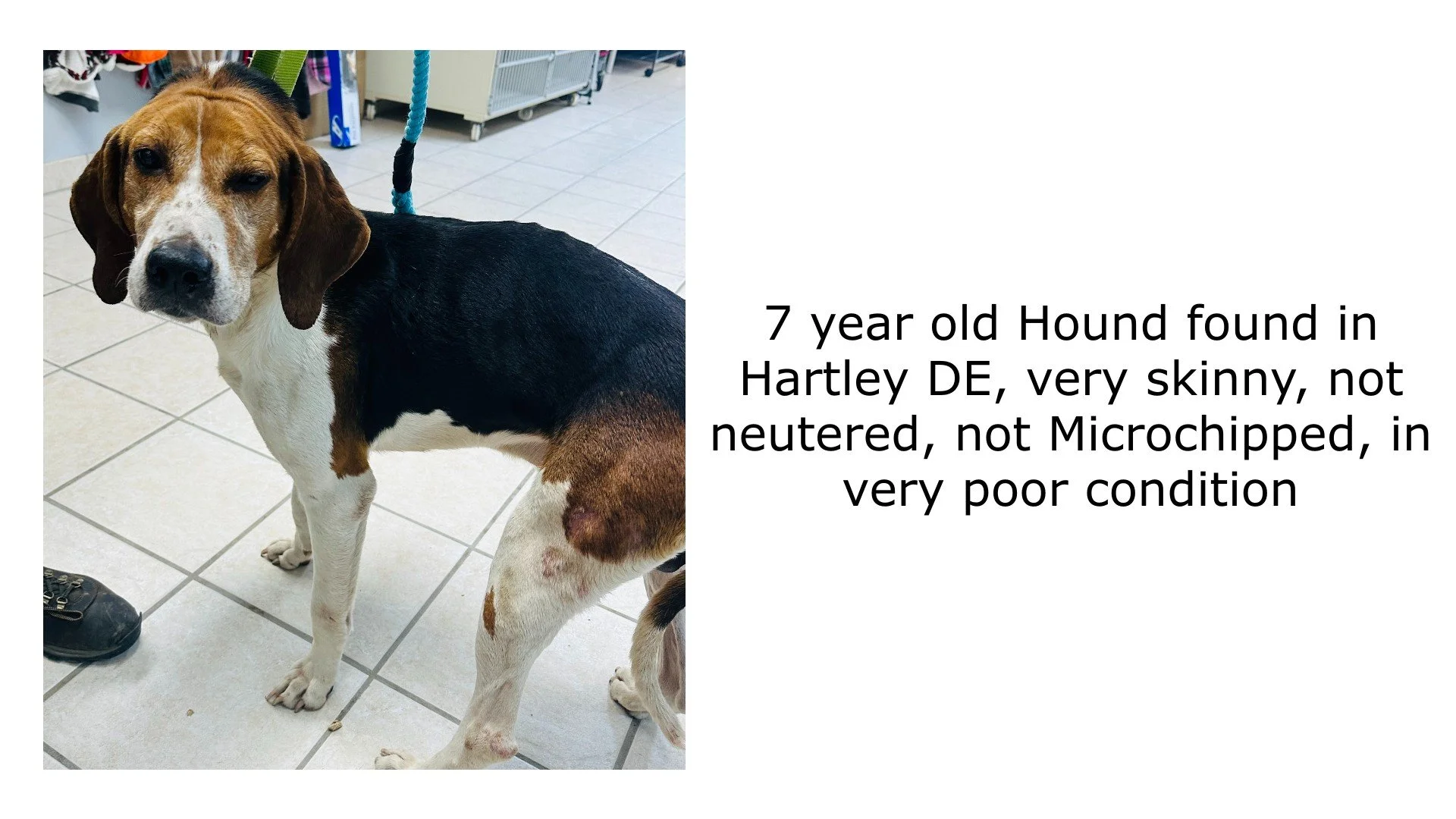 HoundFound.jpg