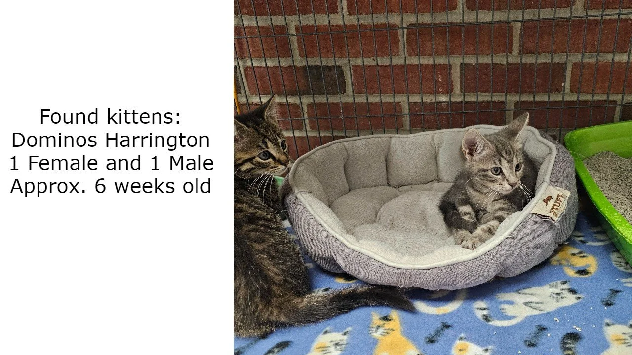 dom and pep found.jpg