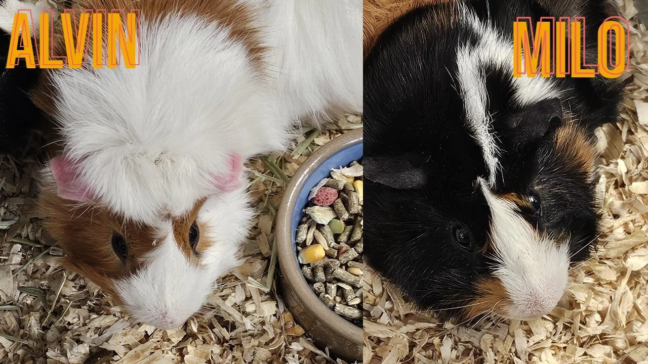 Alvin &amp; Milo #146618 #146619