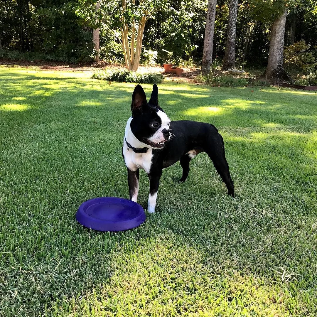 Frisbee Dog #bostonterriersofinstagram #bostonterrier #bostonterrierlife