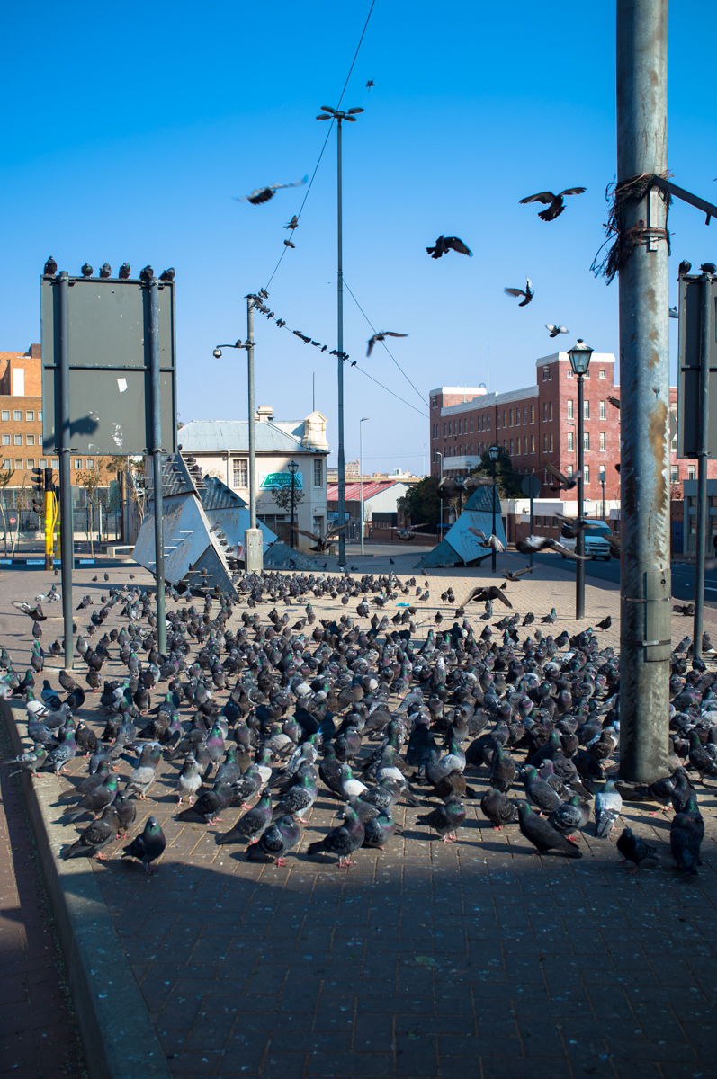 Pigeon Square (Ferreirasdorp)