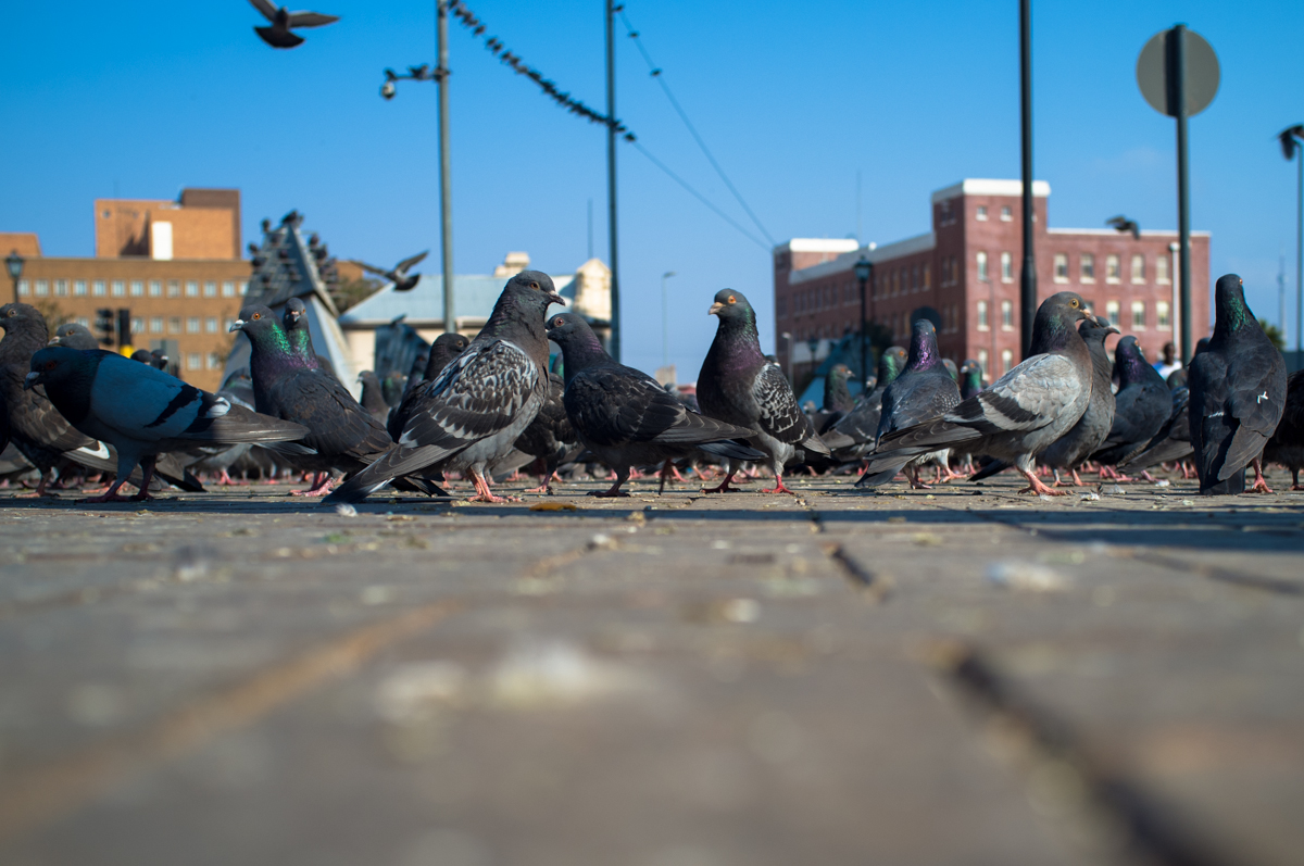 Pigeon Square - Ferreirasdorp