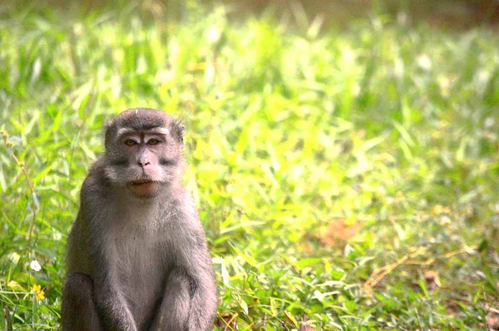 Monkey in Bako National Park, Sarawak, Borneo, Malaysia. Summer 2011
