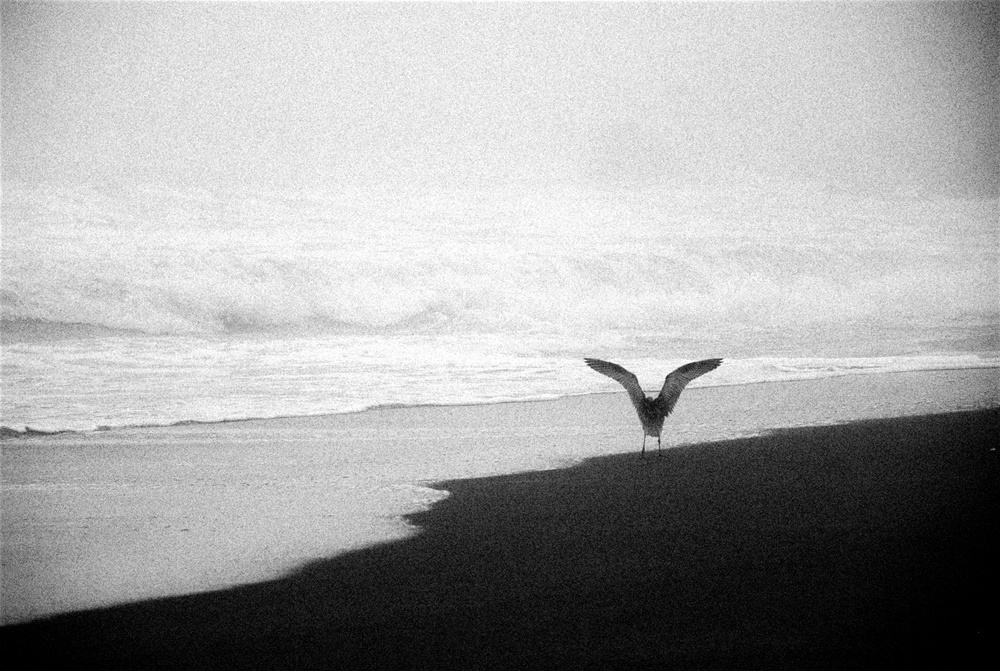 Seagull, Carmel-By-The-Sea, California. Spring 2012