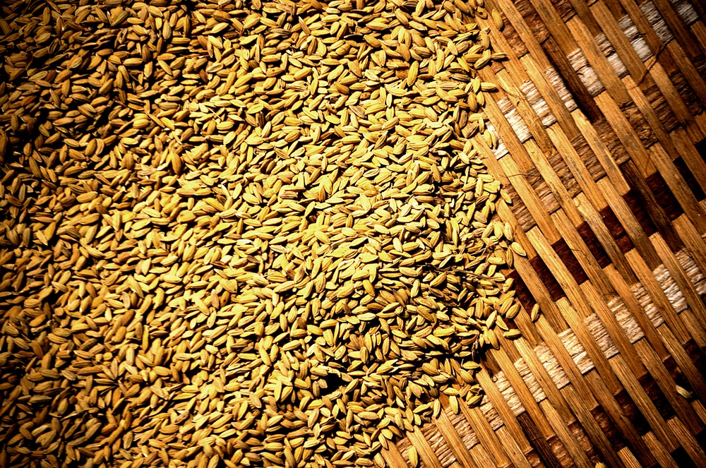 Rice, Sarawak, Borneo, Malaysia. Summer, 2011