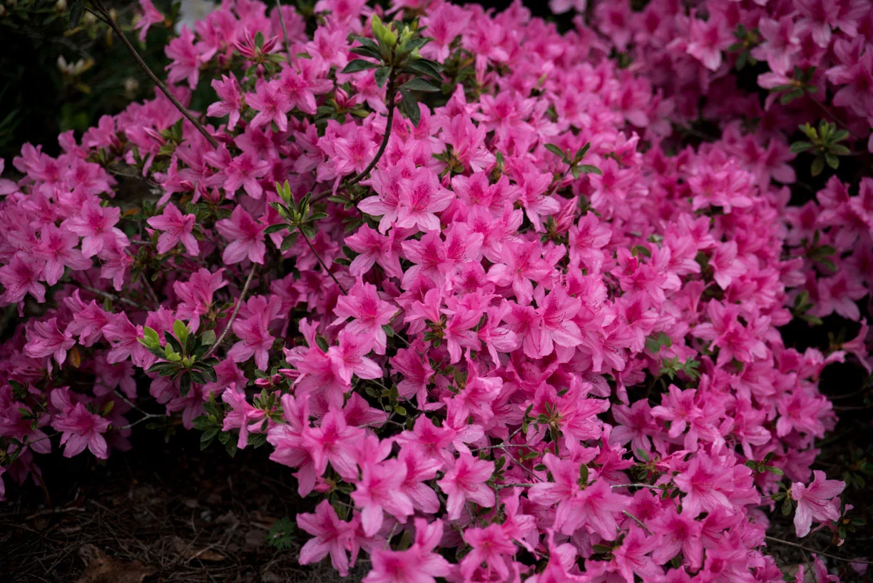 Charleston April 2014 015.jpg