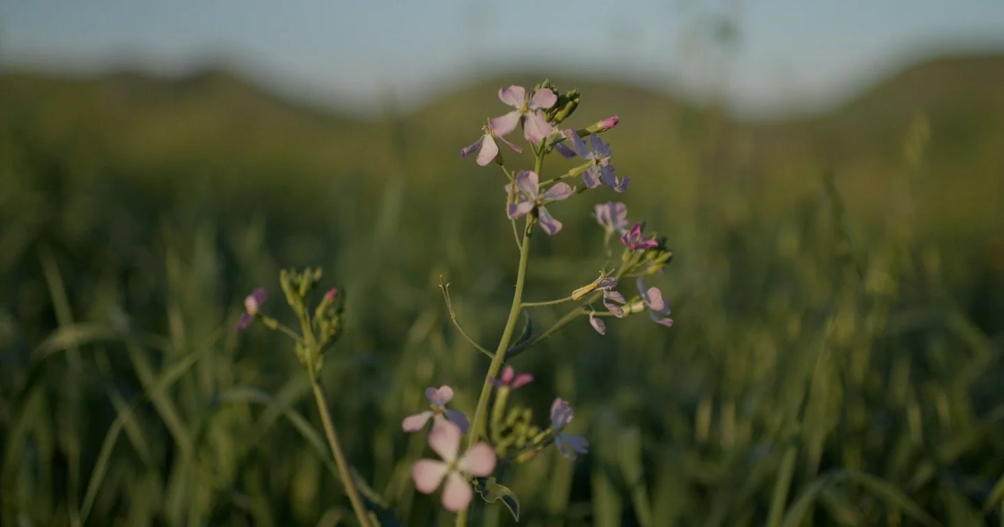 4/12/2025 Chino Hills