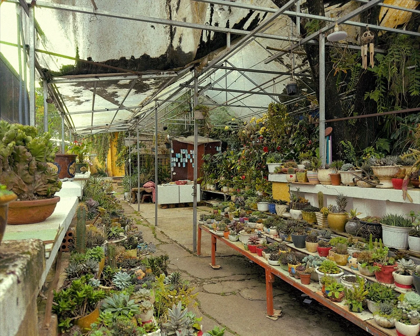 Some more random snaps from my still unnamed film emulation camera for iPhone. Mostly with the built in Portra and Cinestill emulations.