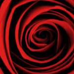 rose-150x150.png