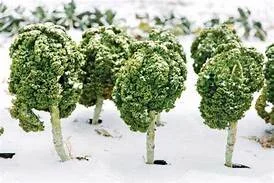 Kale_Snow.jpeg